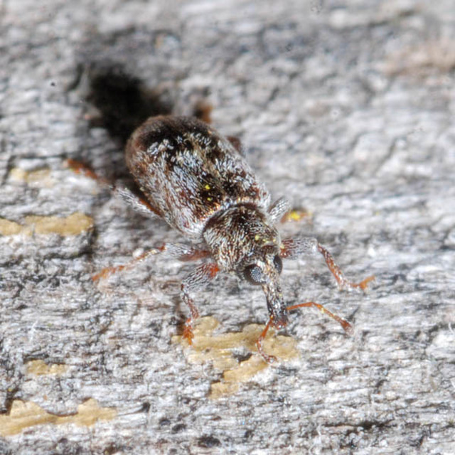 Dorytomus ictor - szegélyes hangormányos