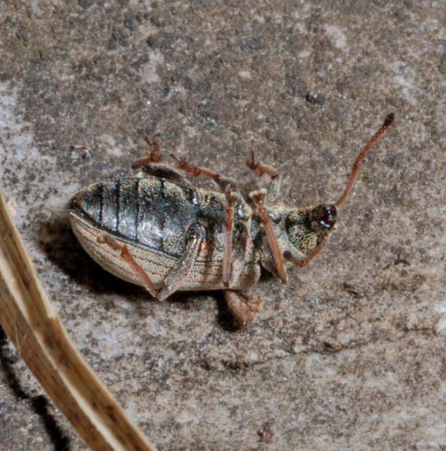 Phyllobius pallidus - tölgy-levélormányos
