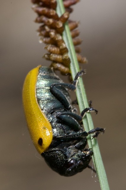 Labidostomis Labidostomis