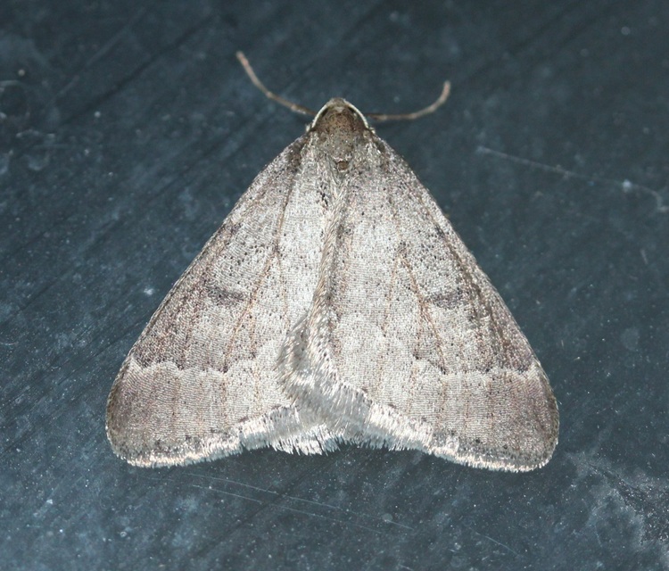 Theria rupicapraria - tavaszi kökényaraszoló
