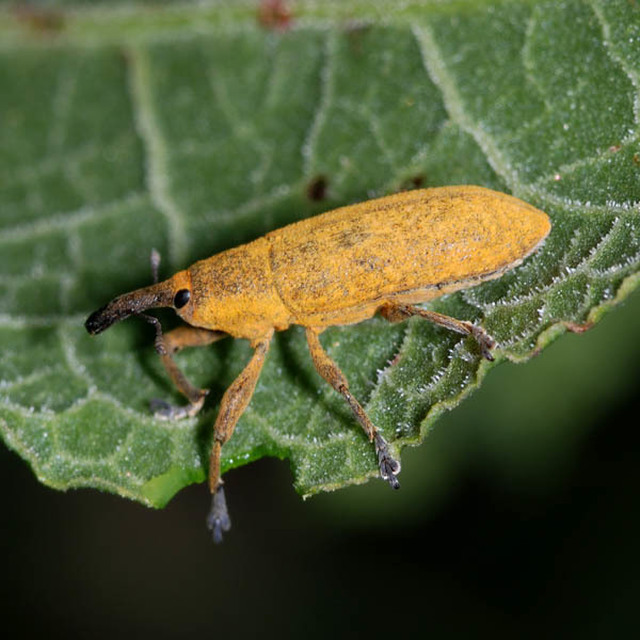 Lixus pulverulentus - mályvafúró dudvabarkó