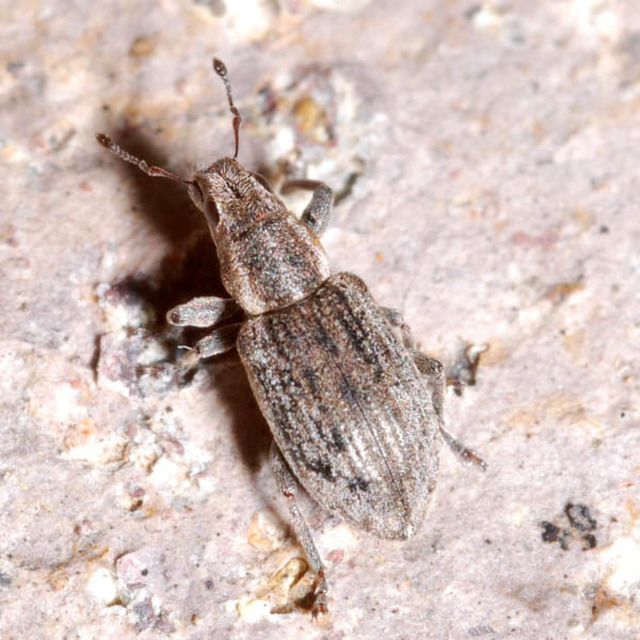 Sitona humeralis - lucerna-csipkézőbogár