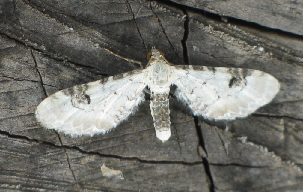 Eupithecia centaureata - búzavirág-törpearaszoló