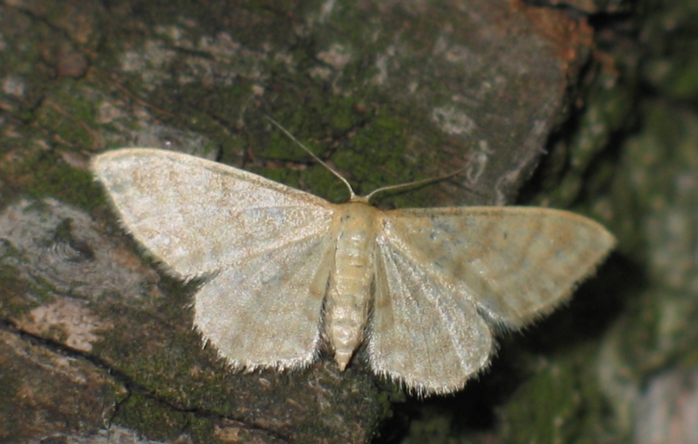 Idaea dilutaria - napvirág-apróaraszoló