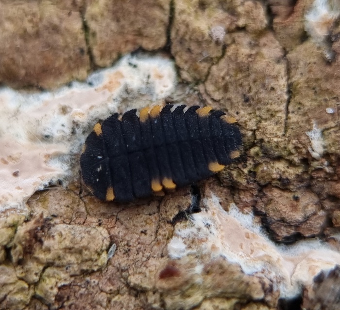 Endomychus coccineus - négypettyes álböde