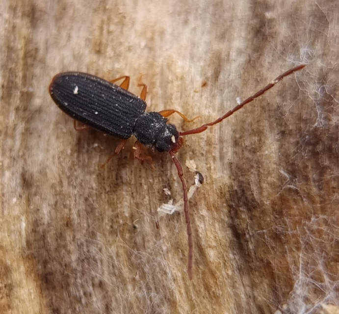 Uleiota planatus - hosszúcsápú fogasnyakú-lapbogár