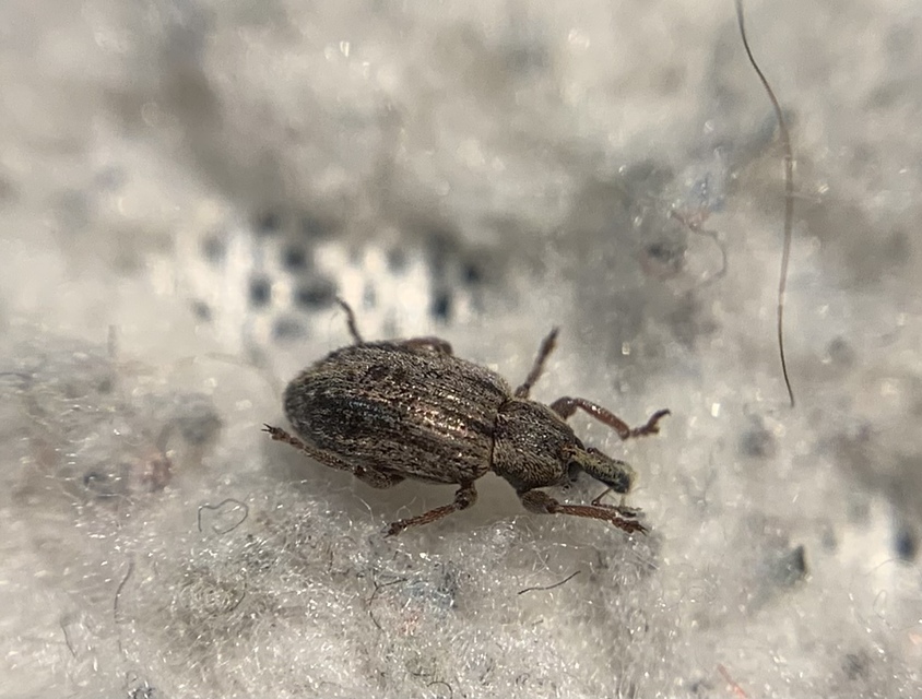 Hypera venusta - bíborhere-pikkelyesormányos