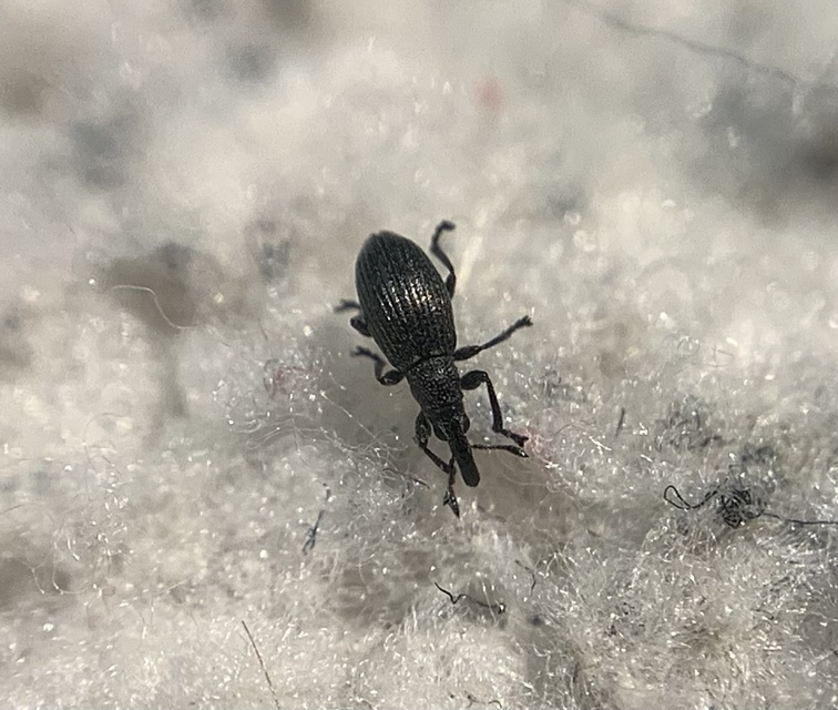 Aspidapion radiolus - ziliz-cickányormányos