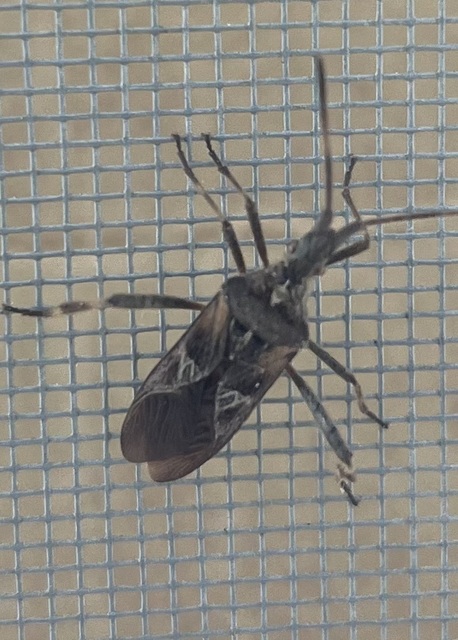 Leptoglossus occidentalis - nyugati levéllábú poloska