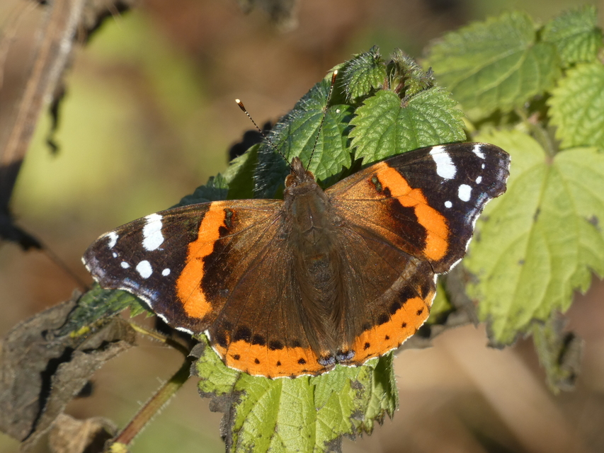 Vanessa atalanta - atalantalepke