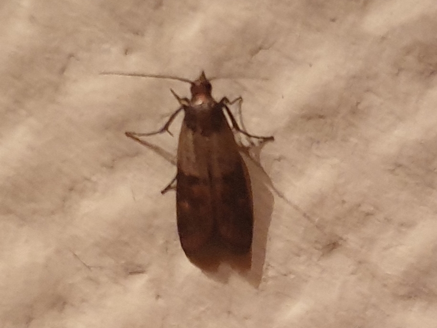 Plodia interpunctella - aszalványmoly