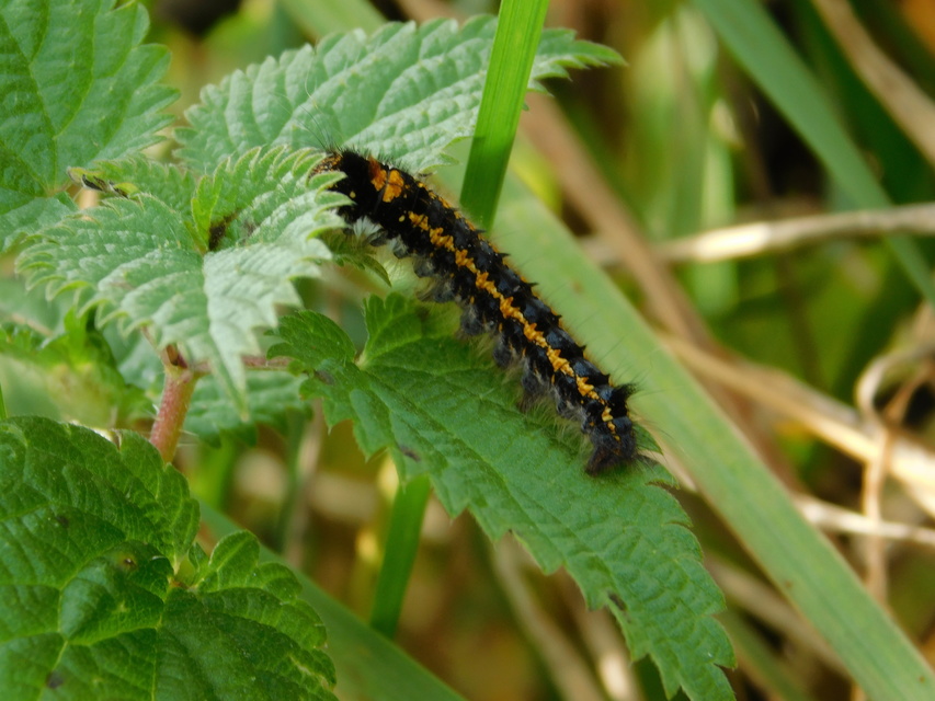 Euthrix potatoria - szomjas pohók