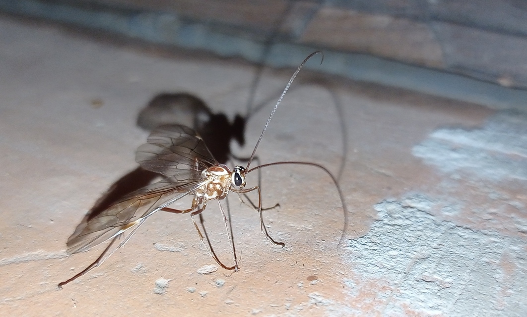 Ophion obscuratus
