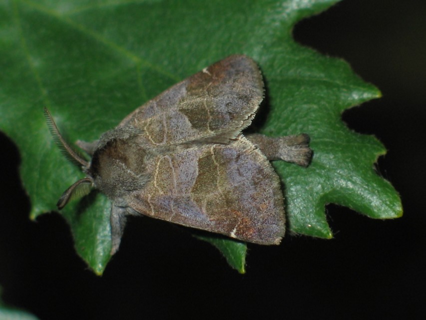 Clostera pigra - apró levélszövő