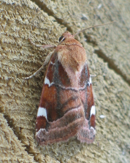 Cosmia diffinis - szilfa-lombbagoly