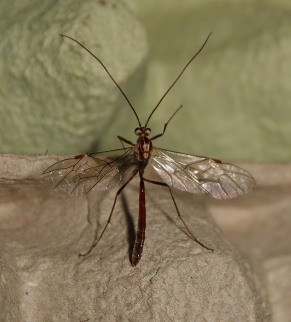 Ophion obscuratus