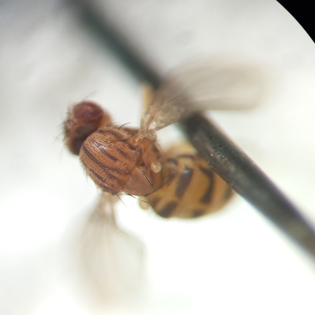 Drosophila busckii