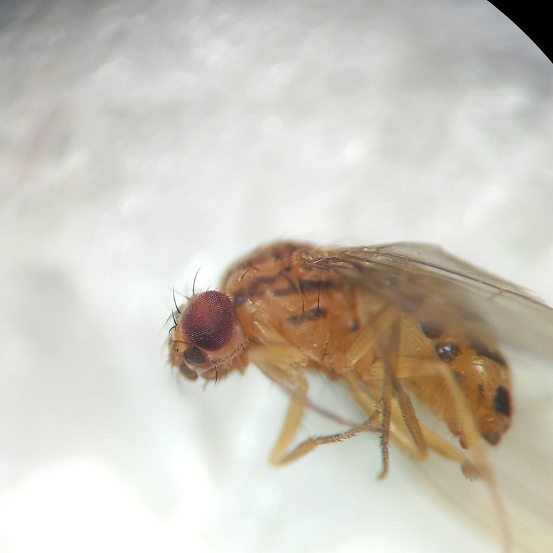 Drosophila busckii