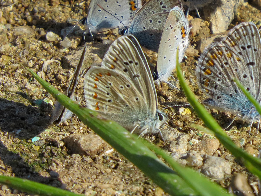 Polyommatus dorylas - fénylő boglárka