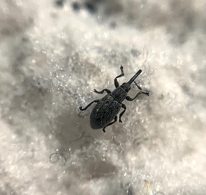 Catapion seniculus - lóhereszár-cickányormányos Catapion seniculus - lóhereszár-cickányormányos