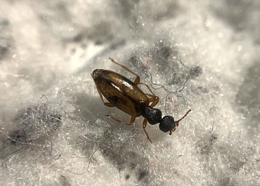 Cordicomus gracilis