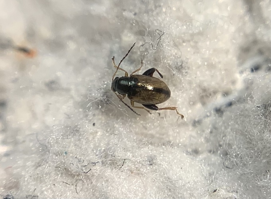 Longitarsus nasturtii