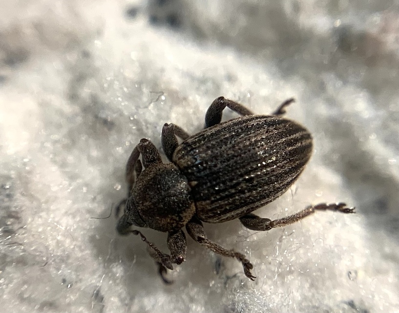 Hypera striata - sávos pikkelyesormányos