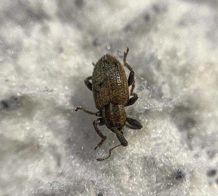 Hypera nigrirostris - pompás pikkelyesormányos