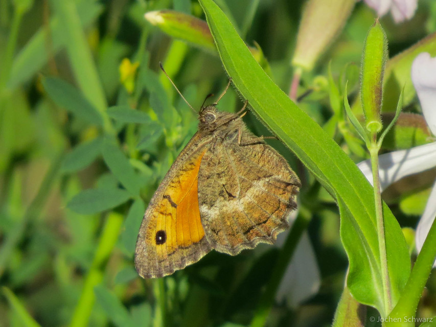 Arethusana arethusa - közönséges szemeslepke