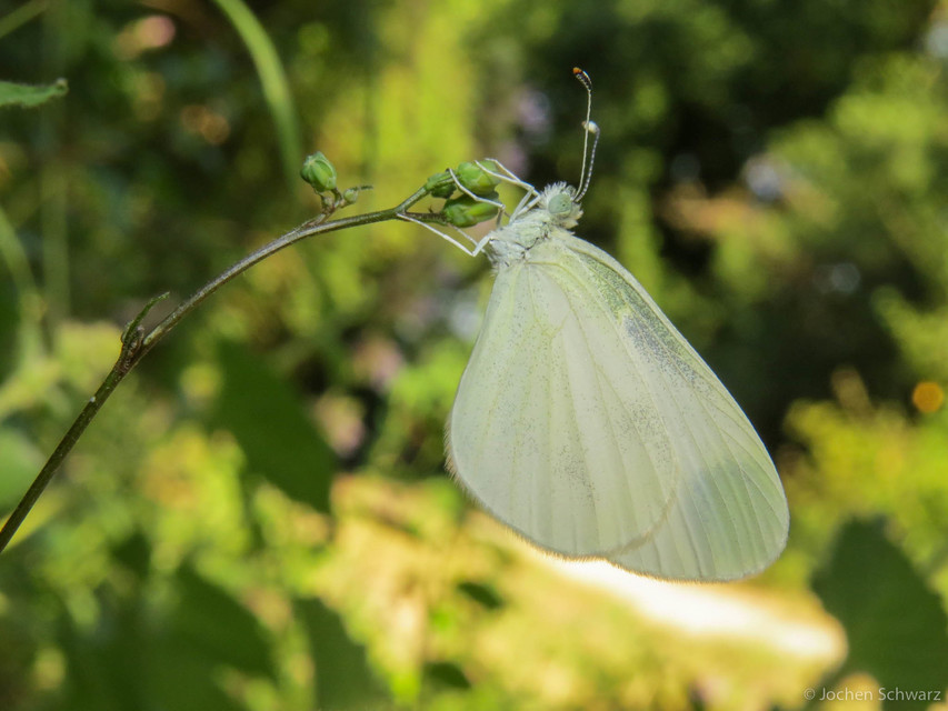 Leptidea sinapis/juvernica