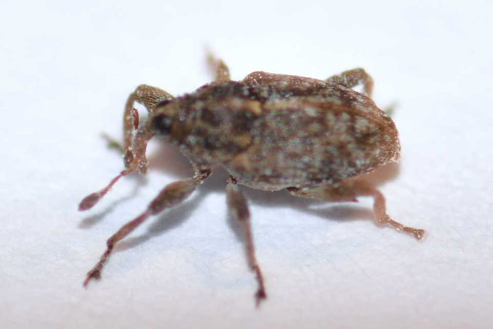 Coryssomerus capucinus - székfű-kancsalormányos