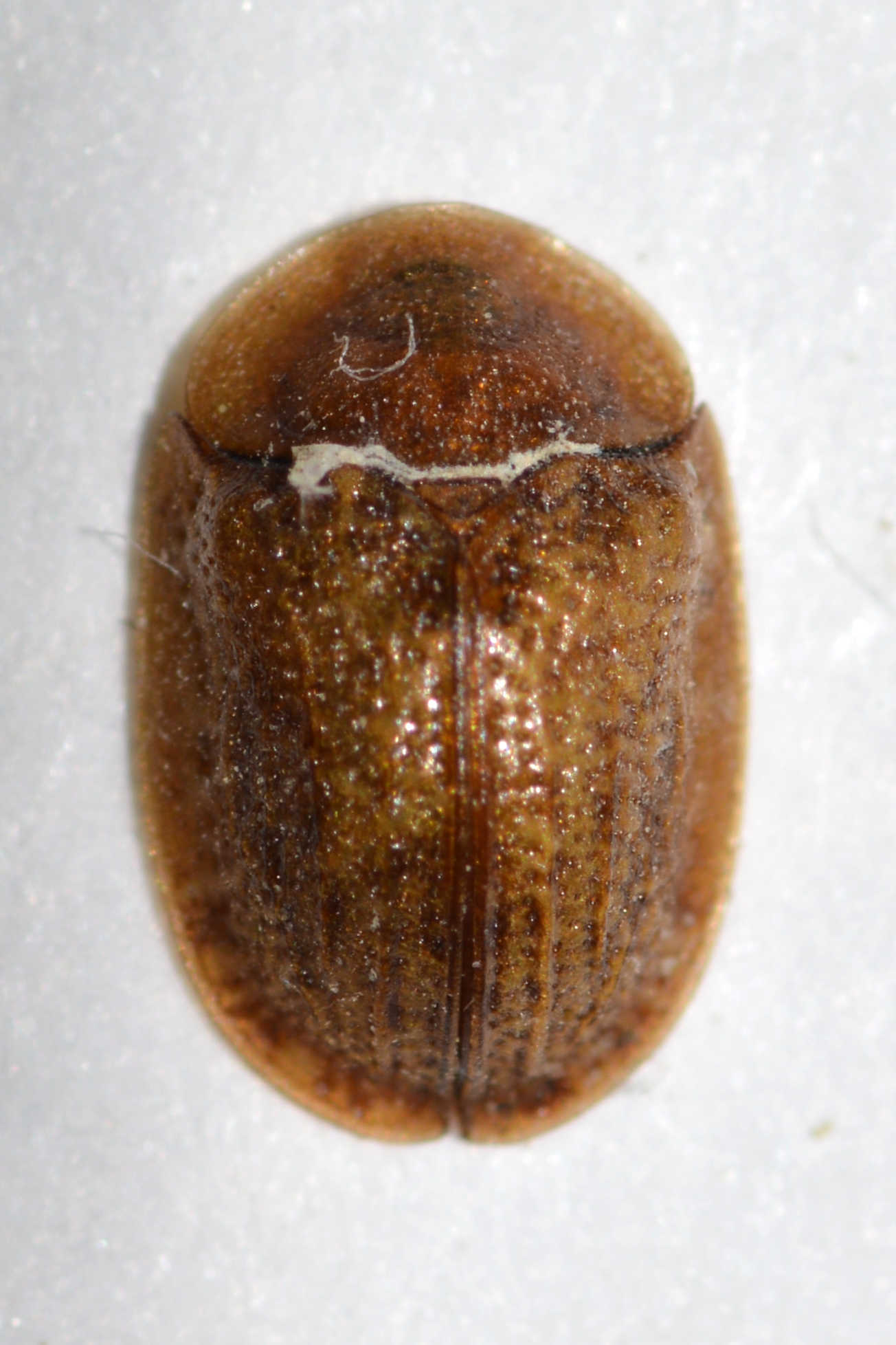 Hypocassida cornea - rozsdáshasú bordáspajzsbogár