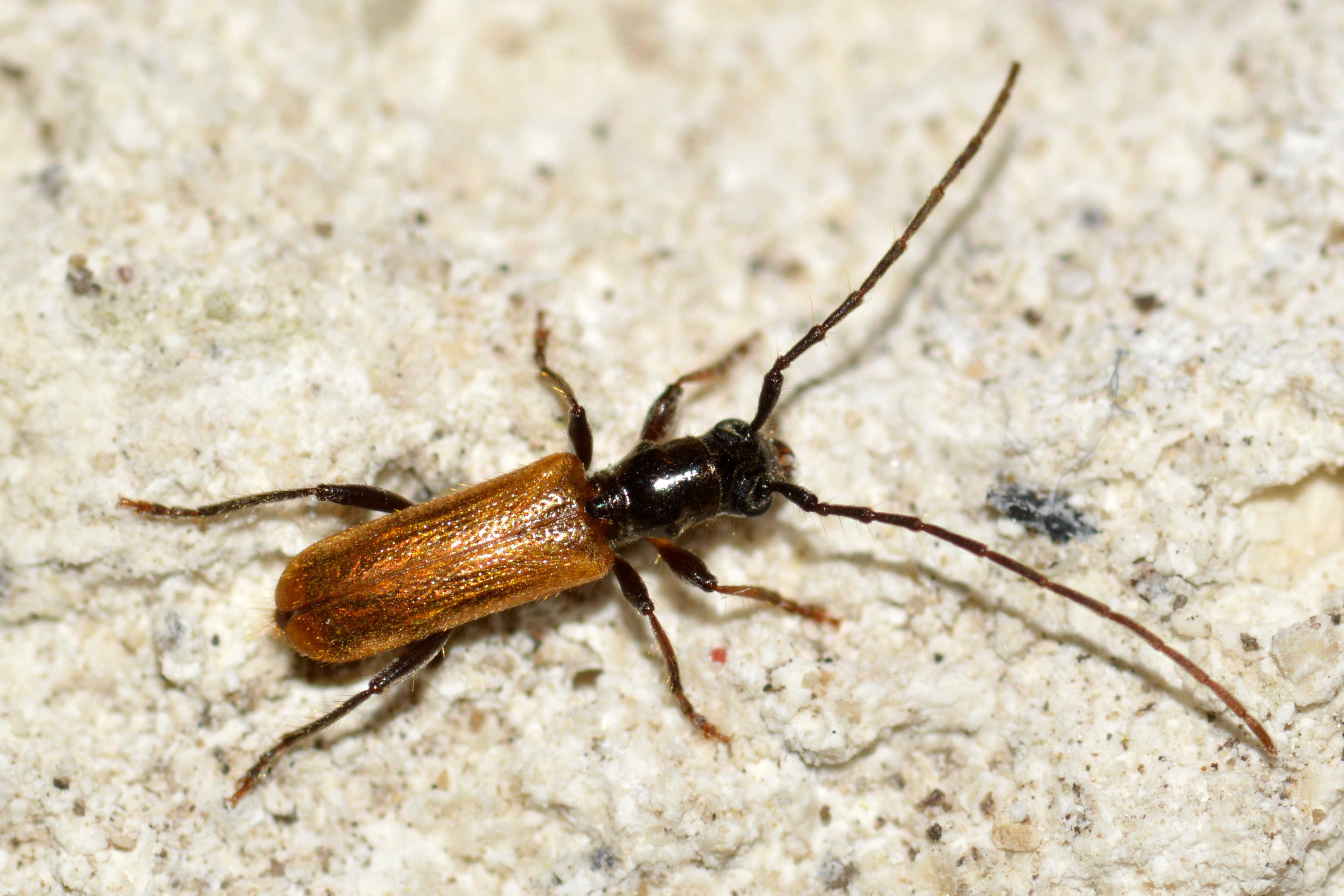 Stenhomalus bicolor - kétszínű hengercincér