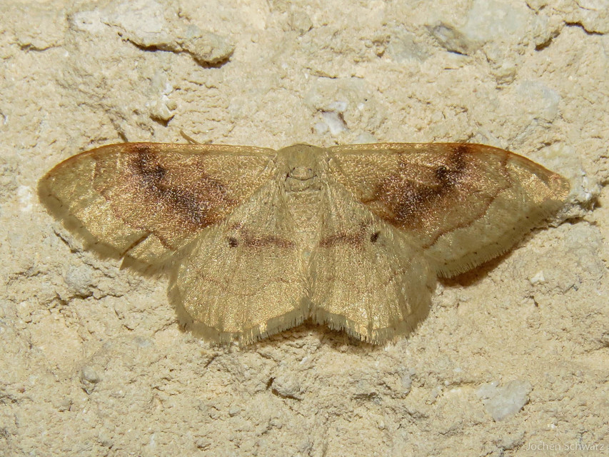 Idaea rubraria - vörössávos araszoló