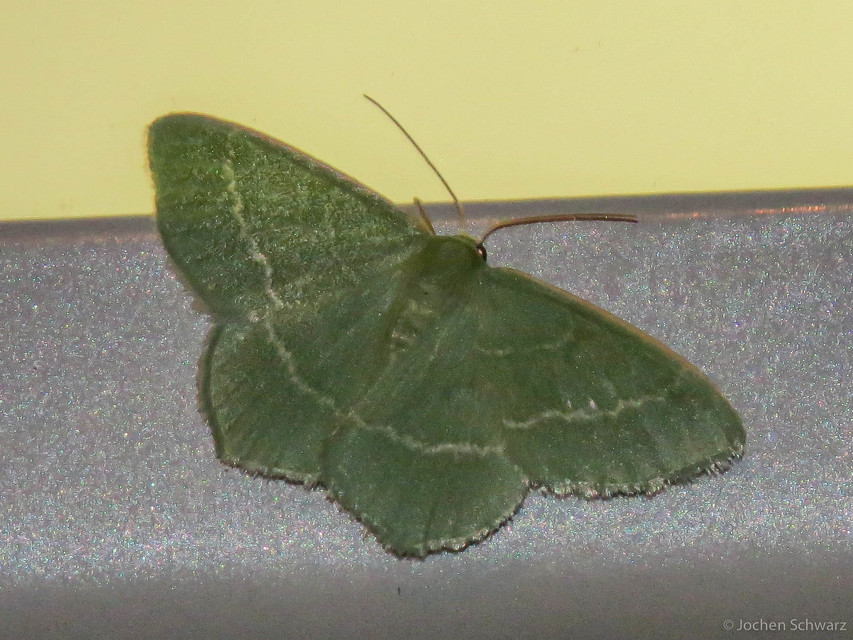 Chlorissa viridata - üdezöld araszoló
