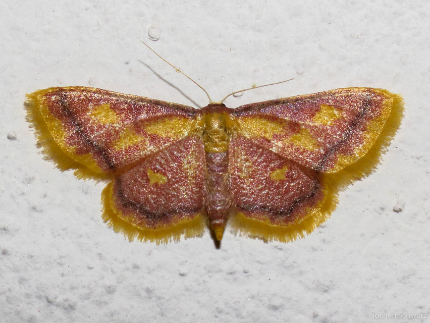 Idaea muricata - mocsári pirosaraszoló