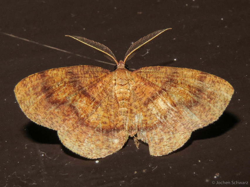 Plagodis pulveraria - szemcsés araszoló