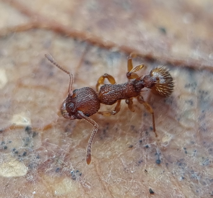 Myrmica sabuleti - gyakori bütyköshangya