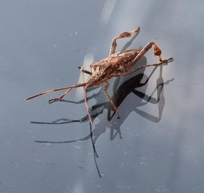 Leptoglossus occidentalis - nyugati levéllábú poloska
