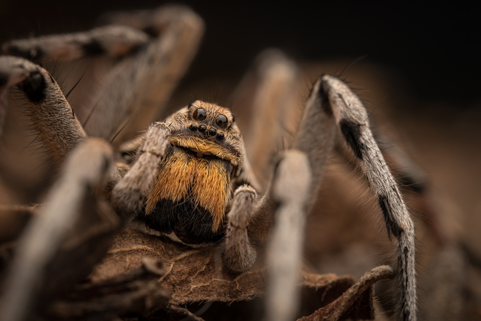 Araneae - Pókok