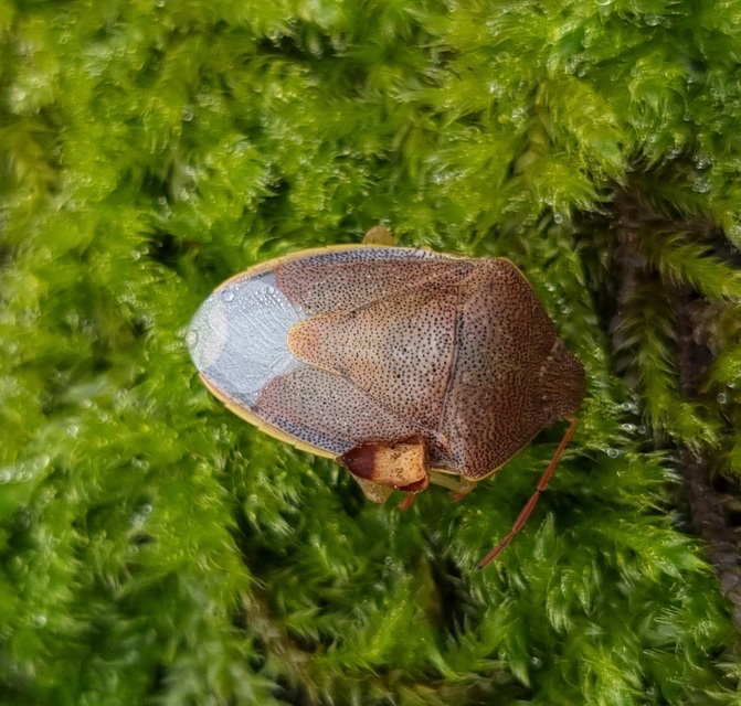 Piezodorus lituratus - bíboros címerespoloska Piezodorus lituratus - bíboros címerespoloska