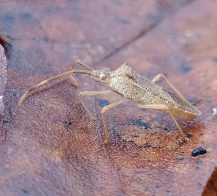 Gonocerus acuteangulatus - aranypetés karimáspoloska