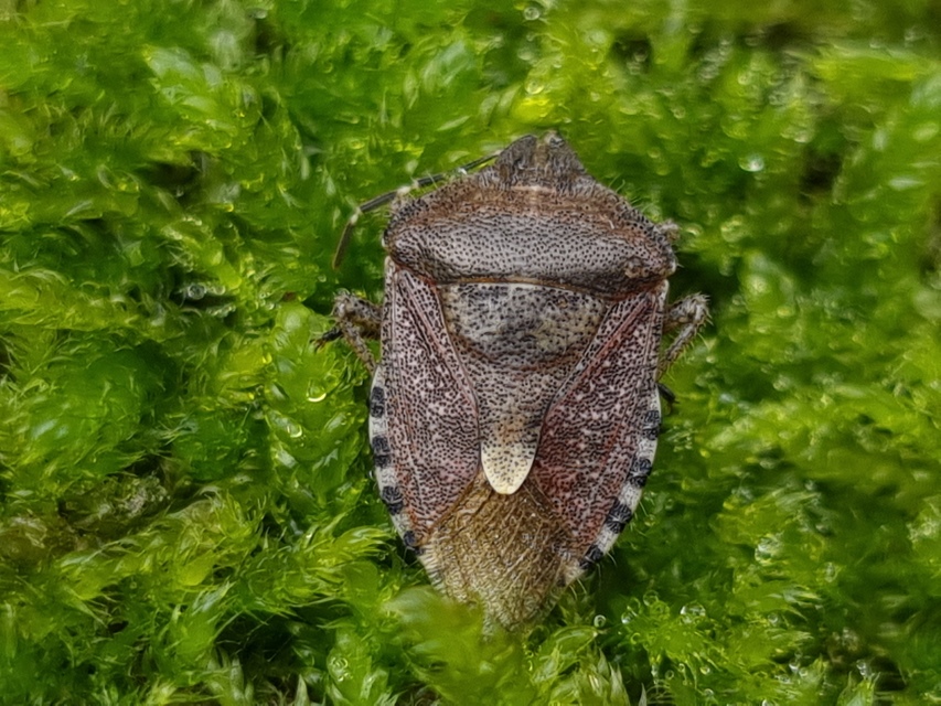 Dolycoris baccarum - közönséges bogyómászó-poloska Dolycoris baccarum - közönséges bogyómászó-poloska