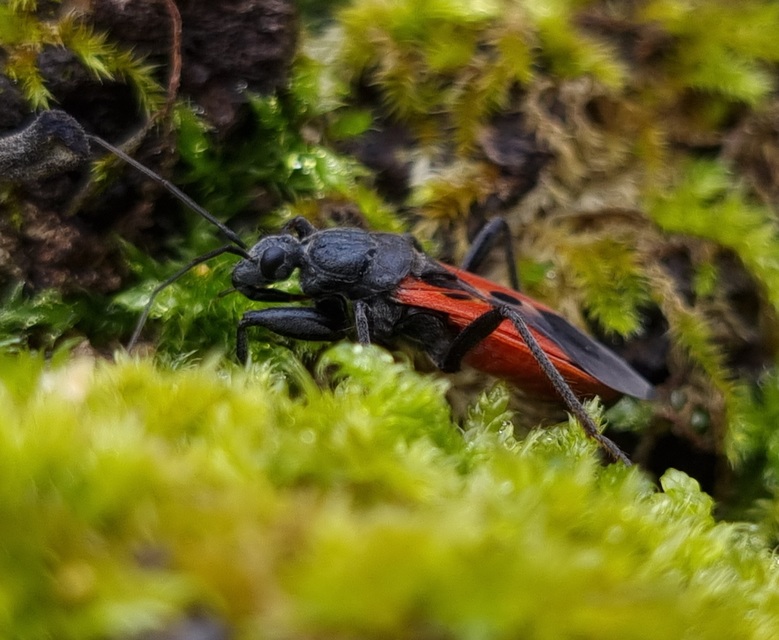 Peirates hybridus - foltos rablópoloska