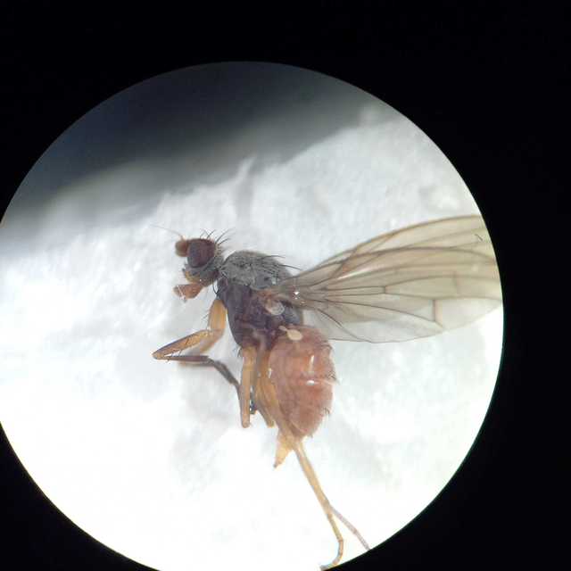 Tephrochlamys tarsalis