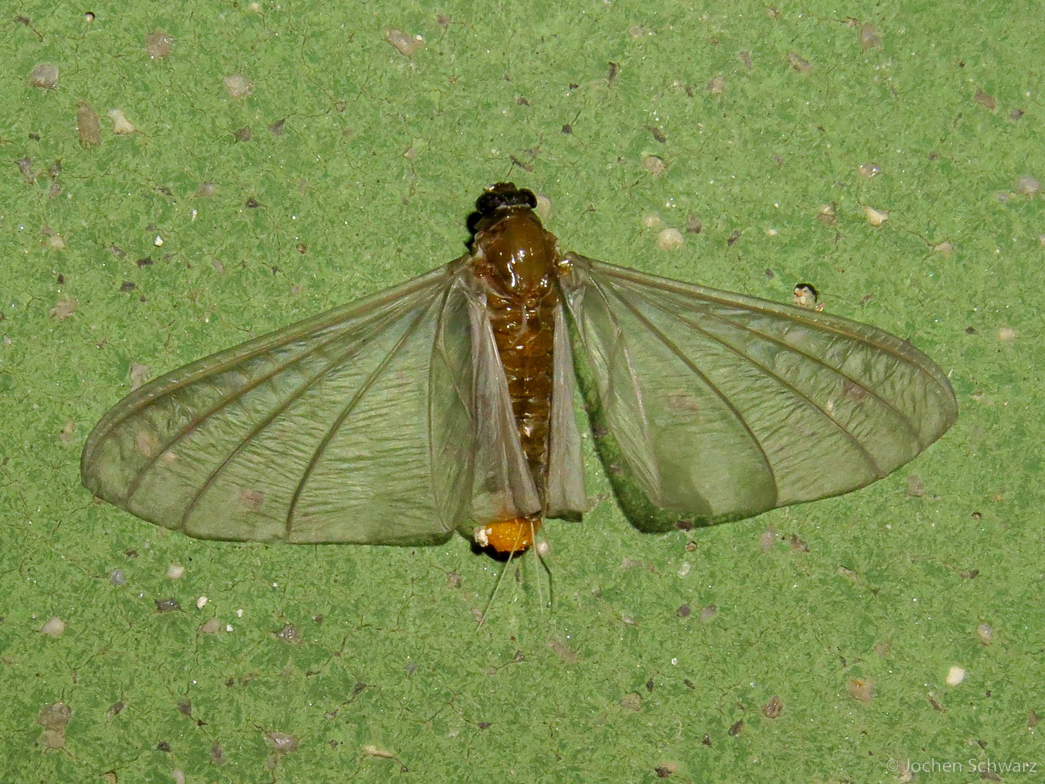 Oligoneuriella