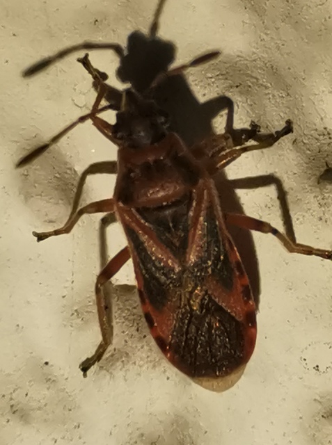 Arocatus melanocephalus