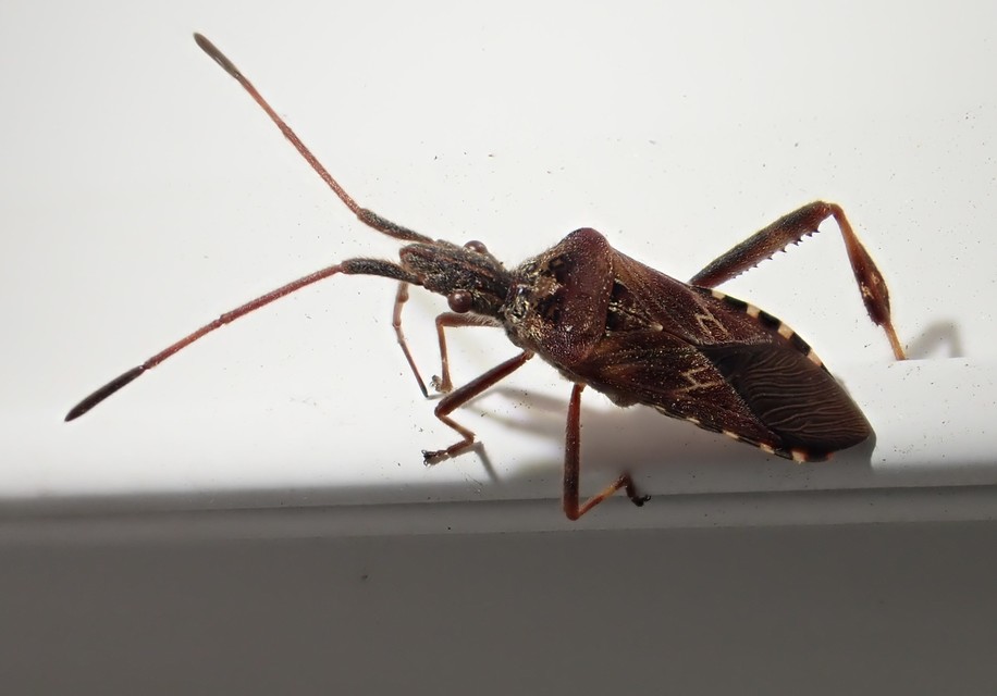 Leptoglossus occidentalis - nyugati levéllábú poloska