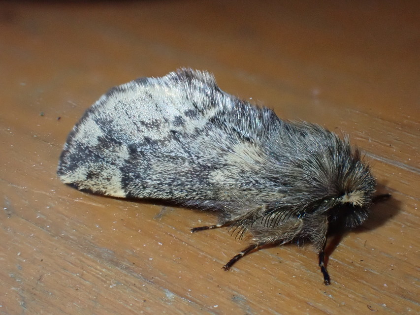 Ptilophora plumigera - tollas púposszövő