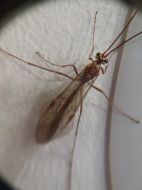 Ophion obscuratus